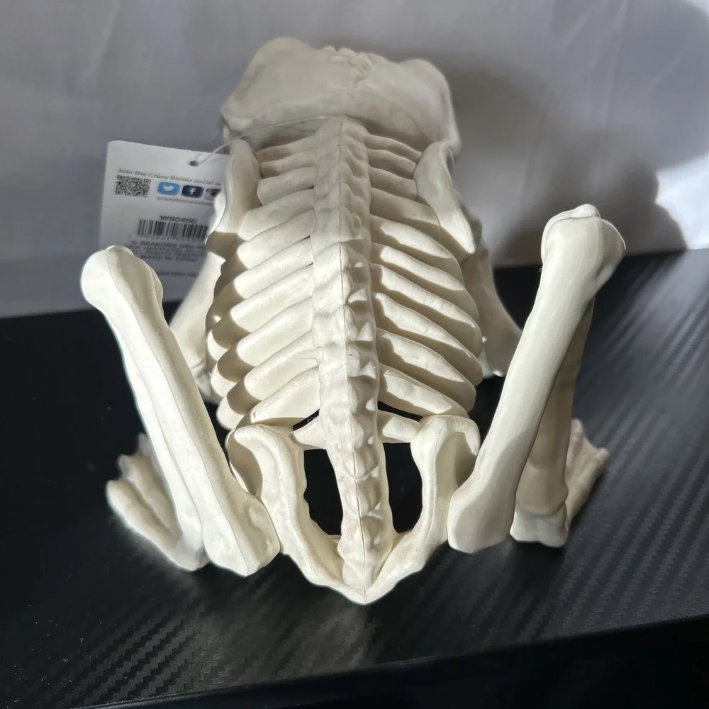 Spooky Village Frog Skeleton Halloween Decoration‎